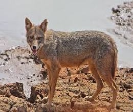 Jackal's attack injured three farmers